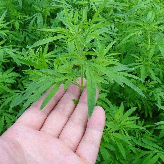 荆芥.jpg
